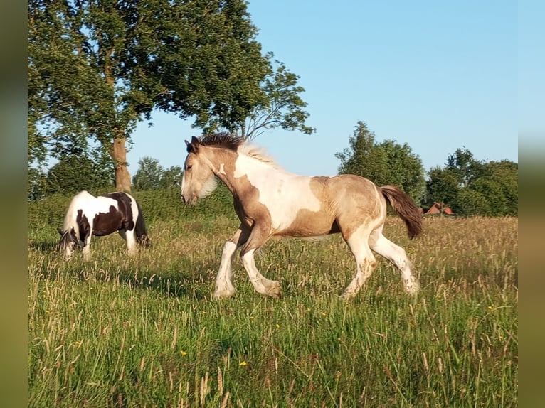 Irish Cob Hengst Fohlen (03/2026) 160 cm Buckskin in Großefehn Ostgroßefehn