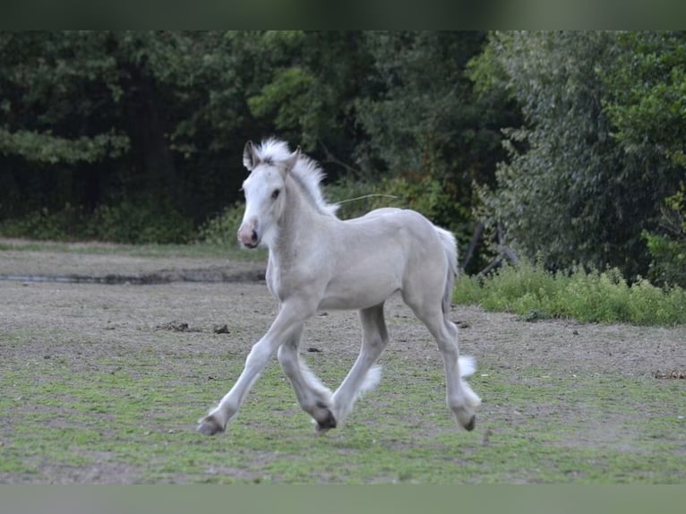 Irish Cob Hengst Fohlen (05/2026) Palomino in Ebersheim