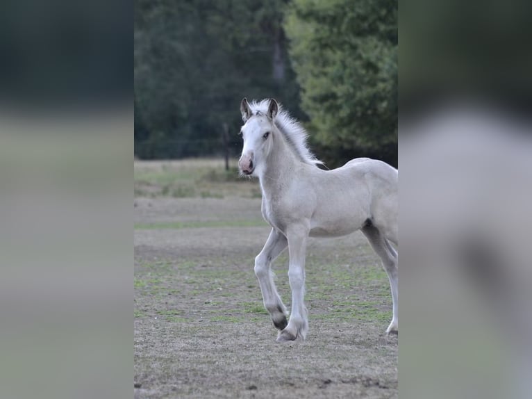 Irish Cob Hengst Fohlen (05/2026) Palomino in Ebersheim