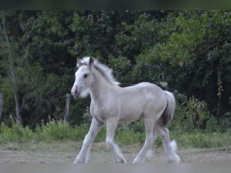 Irish Cob Hengst Fohlen (05/2026) Palomino in Ebersheim