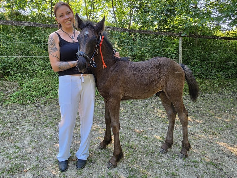 Irish Cob Mix Hengst Veulen (04/2026) 150 cm Zwart in Hefenhofen