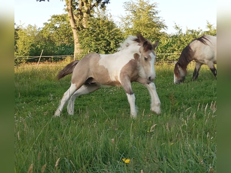 Irish Cob Hengst Veulen (03/2026) 160 cm Buckskin in Großefehn Ostgroßefehn