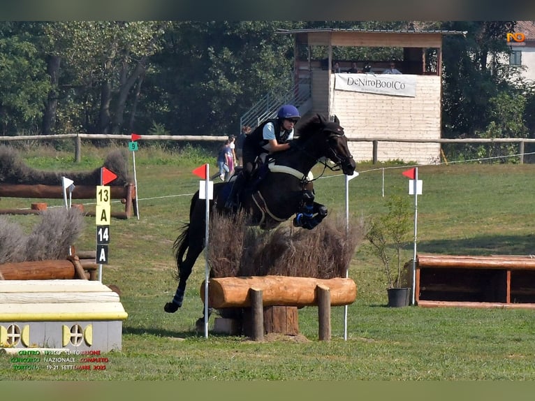 Irish Cob Hongre 11 Ans 168 cm Bai brun in Ravenna