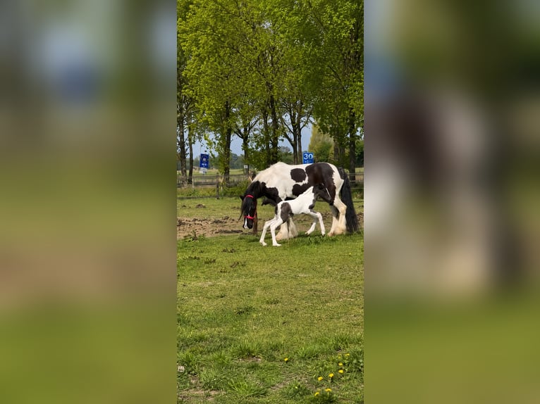 Irish Cob Hongre 1 Année 165 cm Bai brun foncé in Leusden
