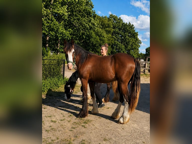 Irish Cob Hongre 1 Année 165 cm Bai brun foncé in Leusden