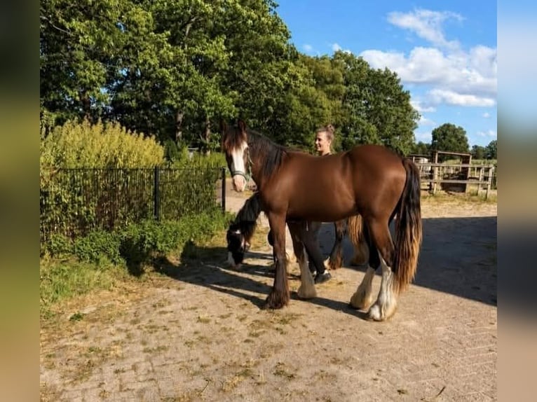 Irish Cob Hongre 1 Année 165 cm Bai brun foncé in Leusden