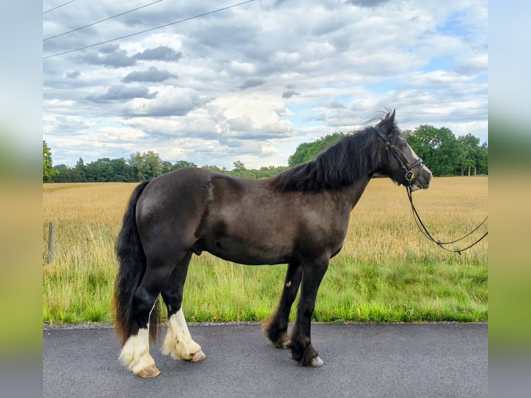 Irish Cob Hongre 4 Ans 153 cm Noir in Forst
