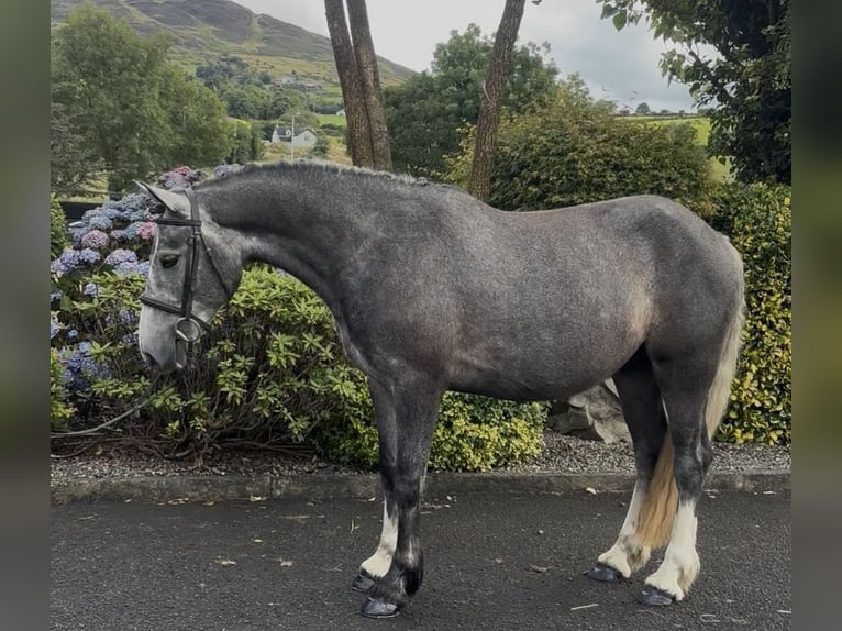 Irish Cob Hongre 4 Ans 155 cm Gris in Newry