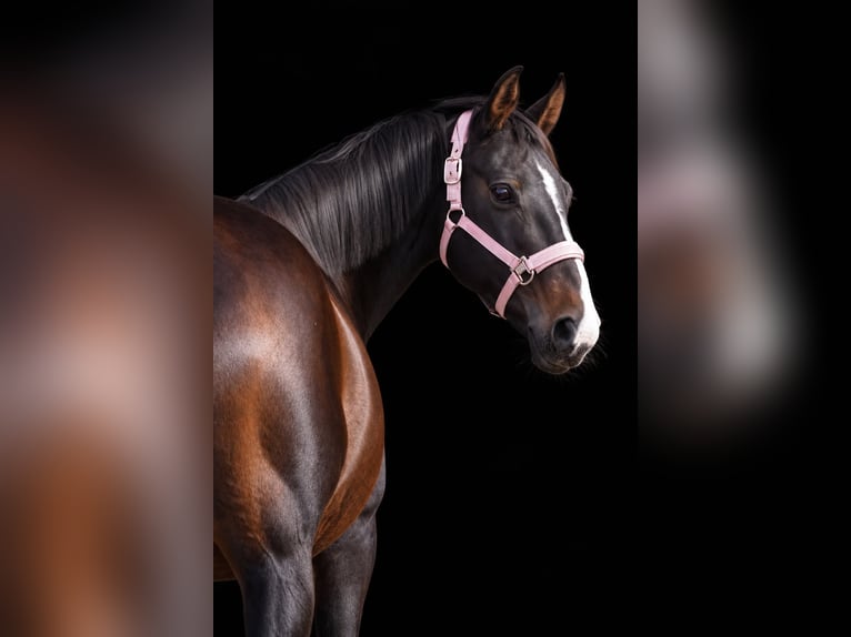 Irish Cob Jument 13 Ans 156 cm Bai brun foncé in Nettersheim