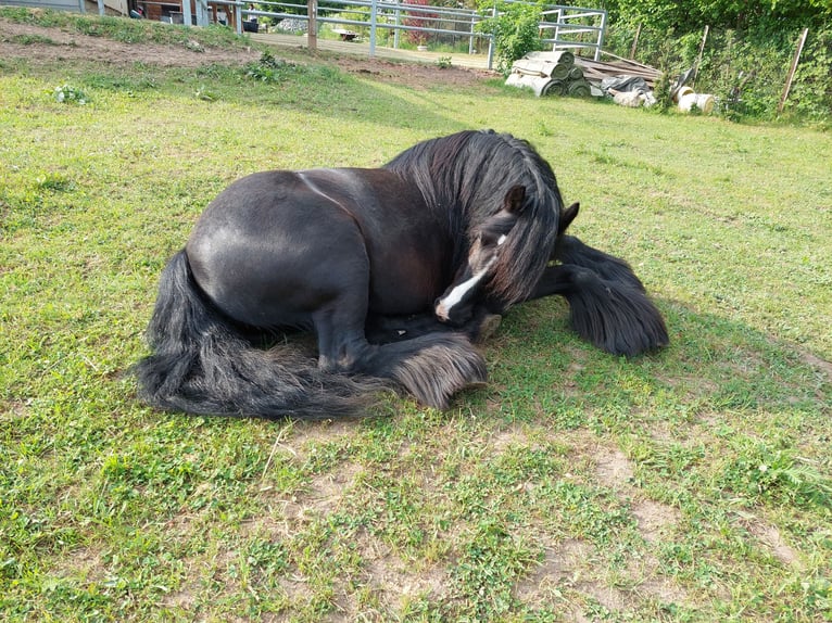 Irish Cob Jument 14 Ans 134 cm Noir in Kraftsdorf