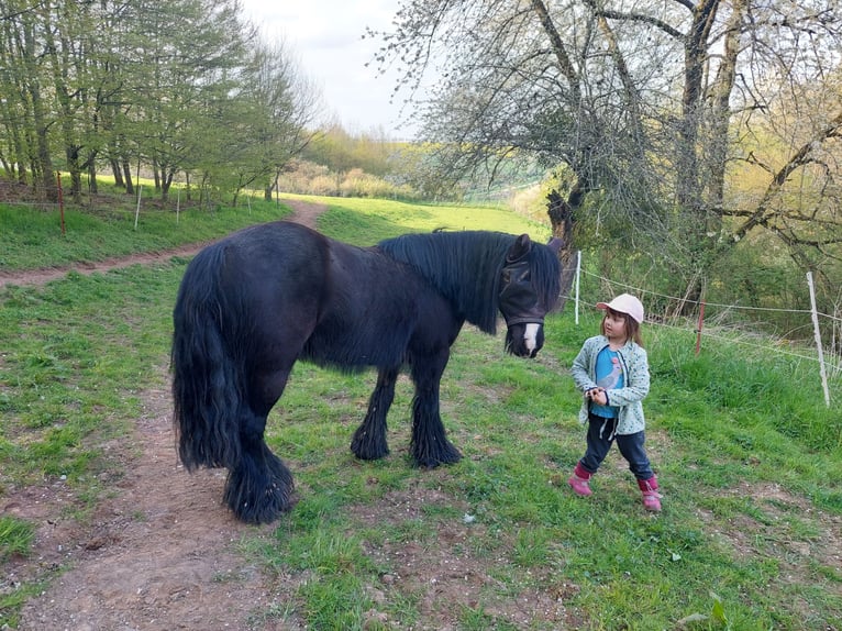 Irish Cob Jument 14 Ans 134 cm Noir in Kraftsdorf