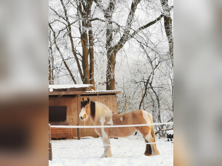 Irish Cob Jument 14 Ans 148 cm Buckskin in Farven