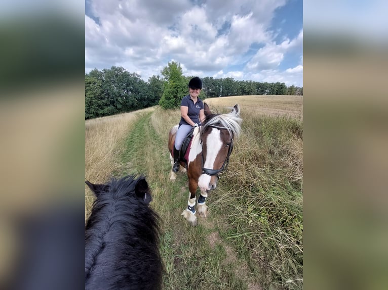 Irish Cob Jument 18 Ans 160 cm Pinto in Kraftsdorf