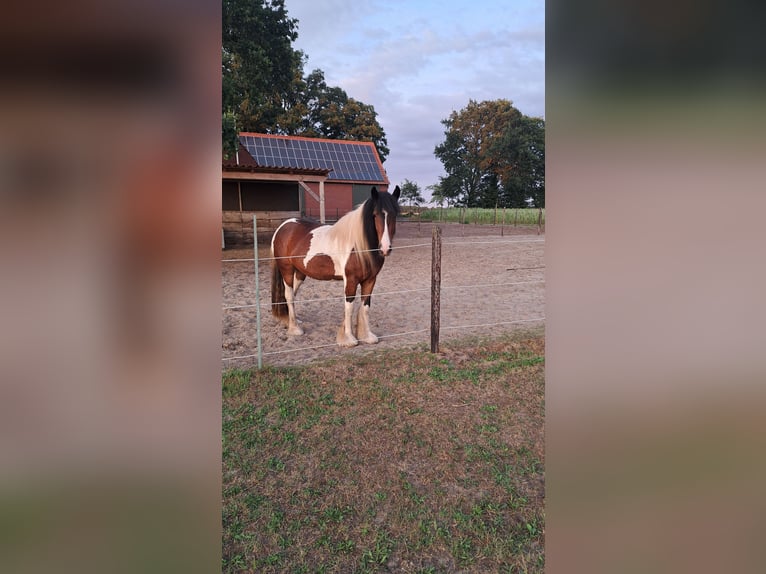 Irish Cob Jument 3 Ans 150 cm Tobiano-toutes couleurs in Osterwald