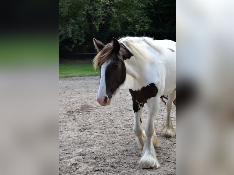 Irish Cob Jument 5 Ans 150 cm Tobiano-toutes couleurs in Wapserveen