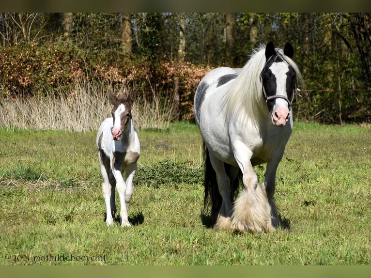Irish Cob Jument 5 Ans 150 cm Tobiano-toutes couleurs in Wapserveen