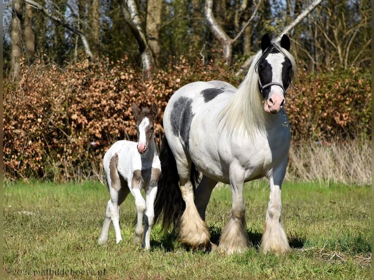 Irish Cob Jument 5 Ans 150 cm Tobiano-toutes couleurs in Wapserveen