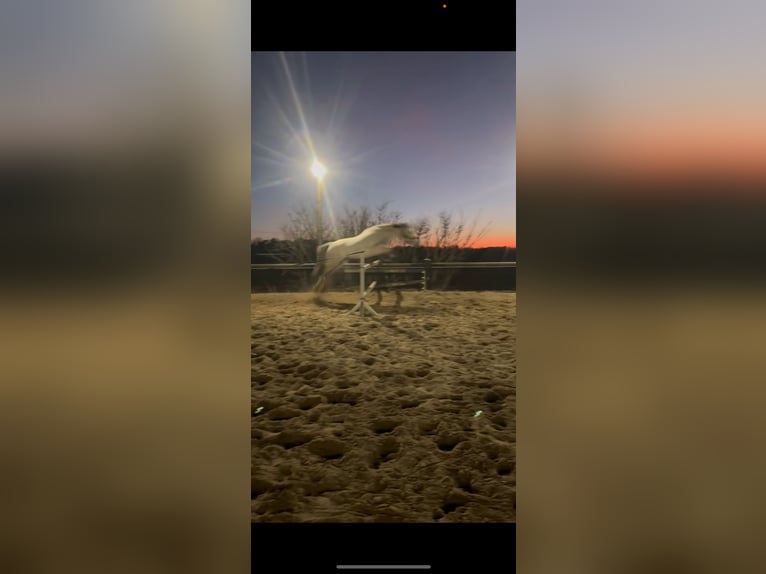 Irish Cob Croisé Jument 7 Ans 145 cm Gris moucheté in Stahnsdorf