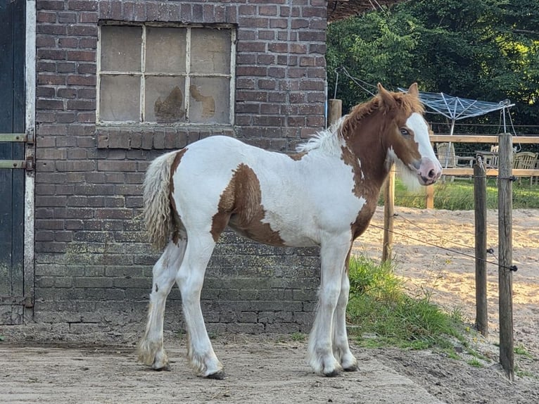 Irish Cob Jument Poulain (05/2026) 150 cm Tobiano-toutes couleurs in Wapserveen