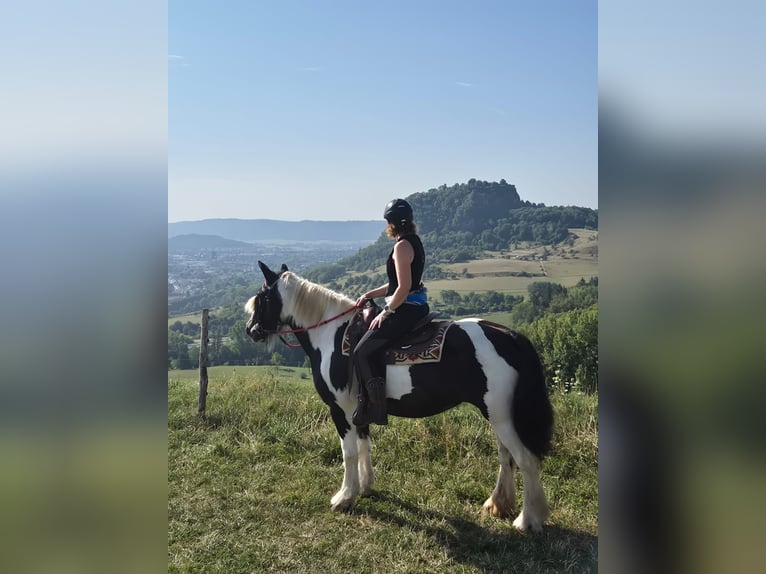Irish Cob Klacz 16 lat 151 cm Srokata in Singen