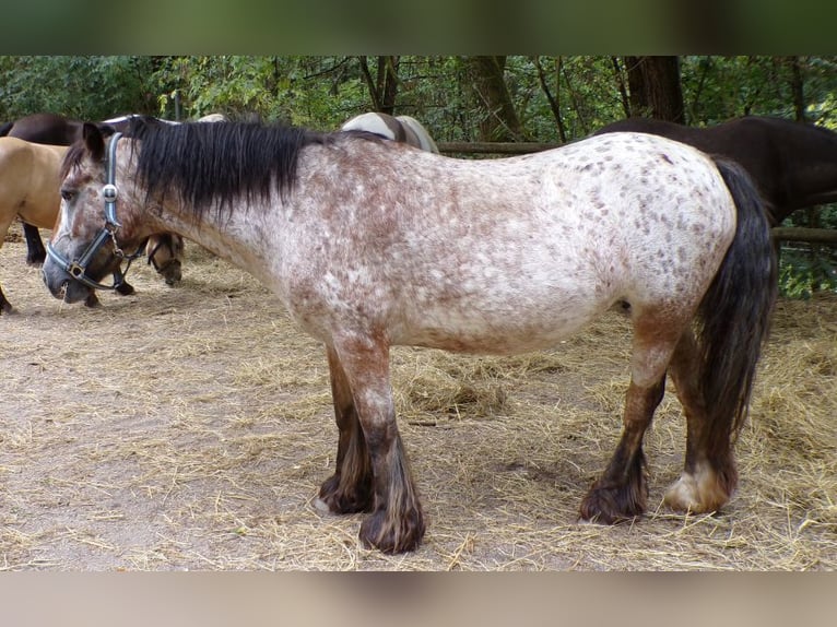 Irish Cob Klacz 18 lat 128 cm Tarantowata in Arnbruck