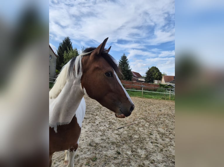 Irish Cob Mix Klacz 2 lat 148 cm Srokata in Eilsleben
