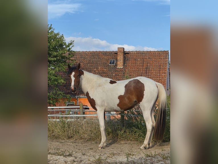 Irish Cob Mix Klacz 2 lat 148 cm Srokata in Eilsleben