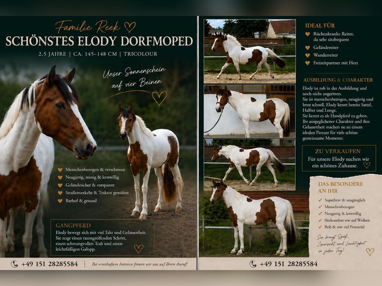 Irish Cob Mix Klacz 2 lat 148 cm Srokata in Eilsleben