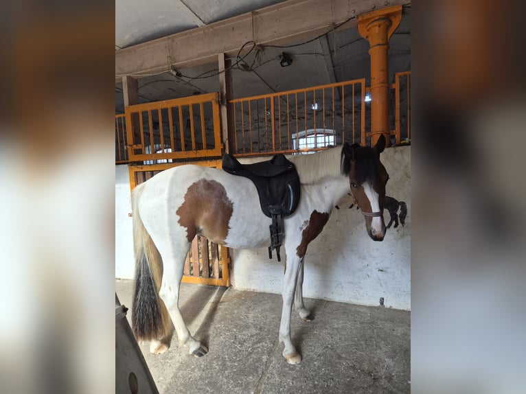 Irish Cob Mix Klacz 2 lat 148 cm Srokata in Eilsleben