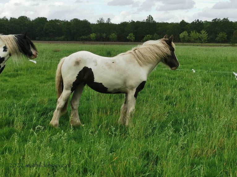 Irish Cob Klacz 5 lat 150 cm Tobiano wszelkich maści in Wapserveen