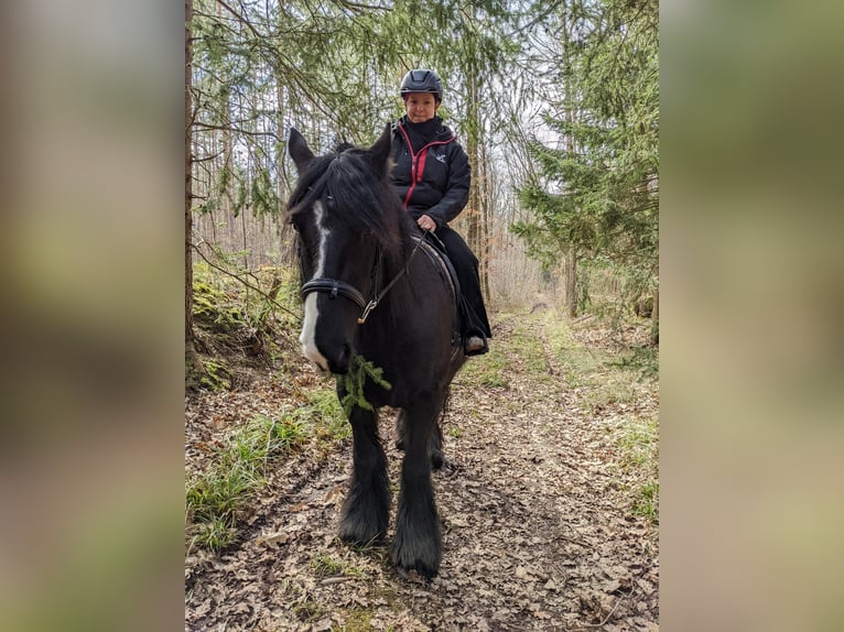 Irish Cob Mare 14 years 13 hh Black in Kraftsdorf