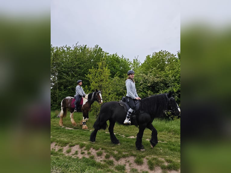 Irish Cob Mare 18 years 15.2 hh Pinto in Kraftsdorf