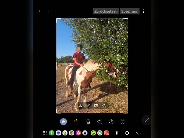 Irish Cob Mix Mare 4 years 15.1 hh Pinto in Lemberg