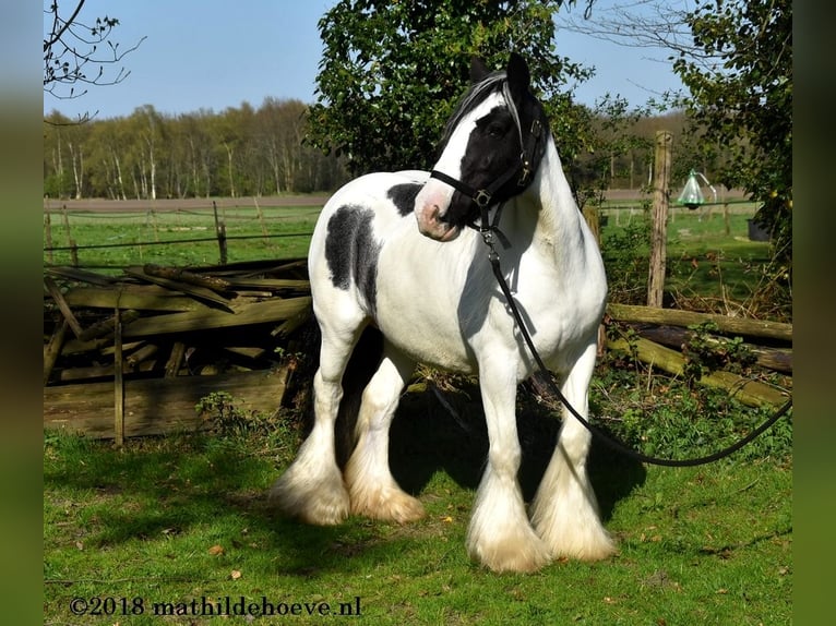 Irish Cob Mare 5 years 14.2 hh Tobiano-all-colors in Wapserveen