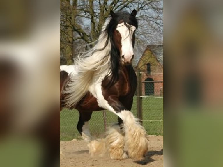 Irish Cob Mare Foal (05/2026) 14.2 hh Tobiano-all-colors in Wapserveen
