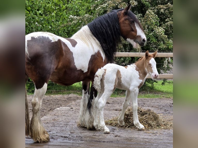 Irish Cob Mare Foal (05/2026) 14.2 hh Tobiano-all-colors in Wapserveen