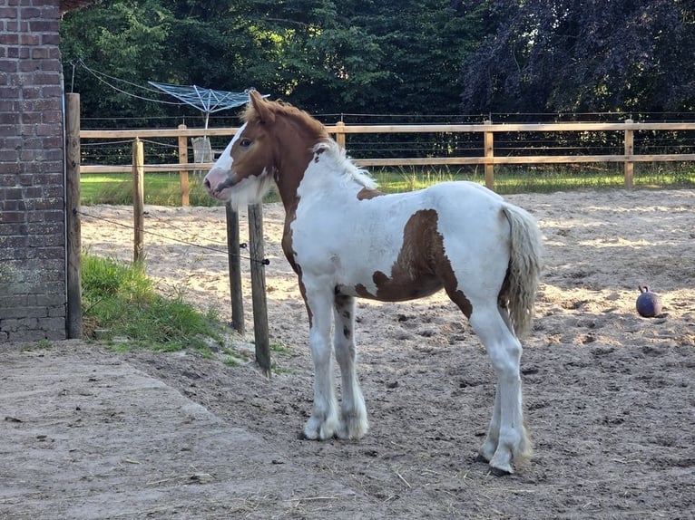 Irish Cob Mare Foal (05/2026) 14.2 hh Tobiano-all-colors in Wapserveen