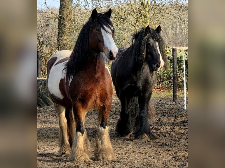 Irish Cob Mare Foal (05/2026) 14.2 hh Tobiano-all-colors in Wapserveen