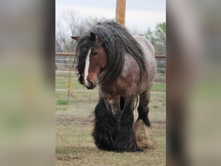 Irish Cob Mare Foal (05/2026) 14.2 hh Tobiano-all-colors in Wapserveen