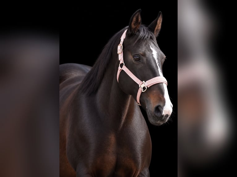 Irish Cob Merrie 13 Jaar 156 cm Zwartbruin in Nettersheim