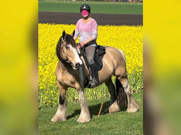 Irish Cob Merrie 14 Jaar 148 cm Buckskin in Farven