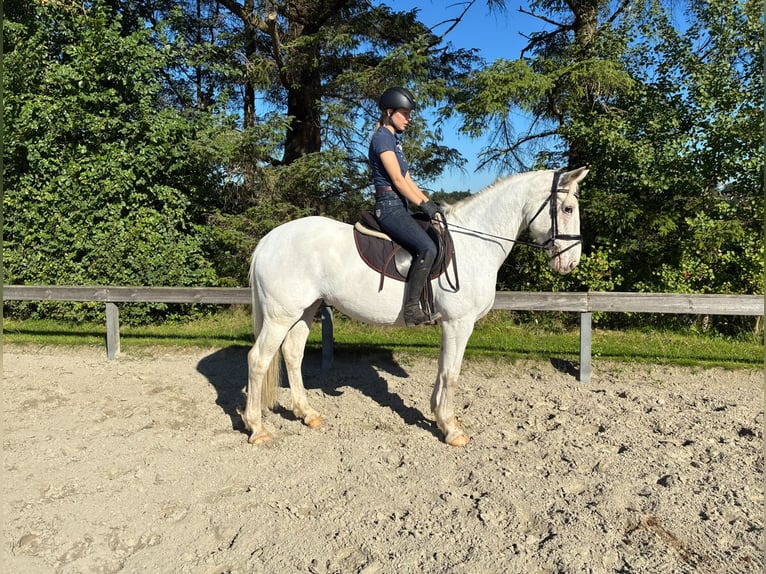 Irish Cob Merrie 14 Jaar 157 cm Schimmel in Süderlügum