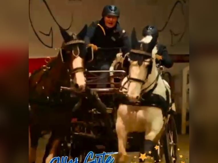 Irish Cob Merrie 14 Jaar 157 cm Schimmel in Süderlügum