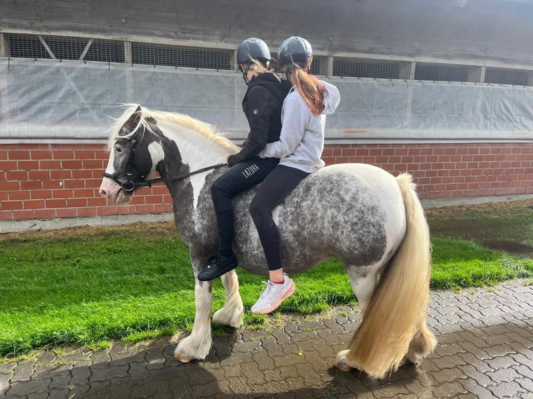 Irish Cob Merrie 16 Jaar 135 cm Gevlekt-paard in Wurster Nordseeküste