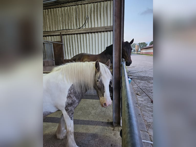 Irish Cob Merrie 16 Jaar 135 cm Gevlekt-paard in Wurster Nordseeküste