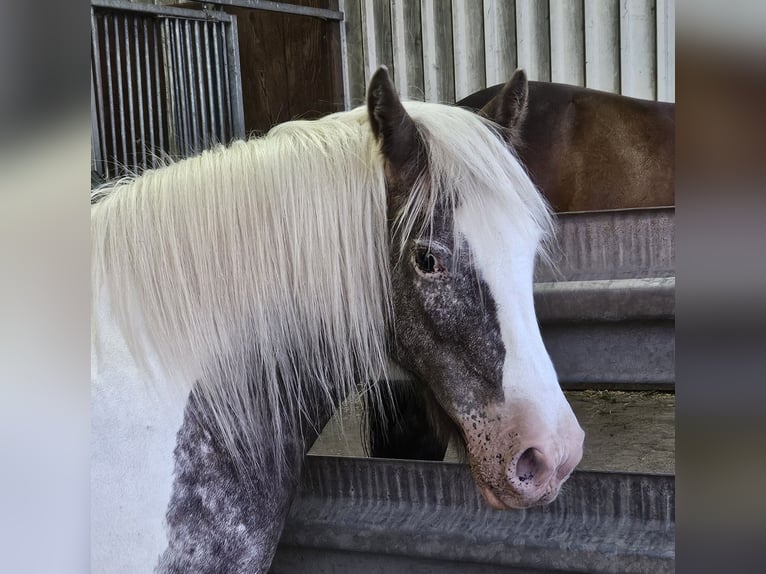 Irish Cob Merrie 16 Jaar 135 cm Gevlekt-paard in Wurster Nordseeküste