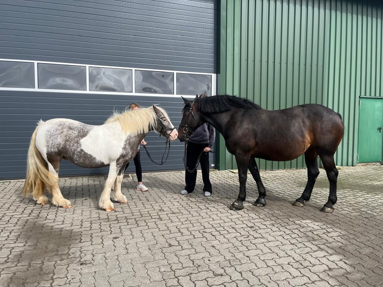 Irish Cob Merrie 16 Jaar 135 cm Gevlekt-paard in Wurster Nordseeküste