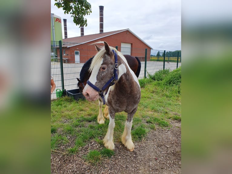 Irish Cob Merrie 16 Jaar 135 cm Gevlekt-paard in Wurster Nordseeküste