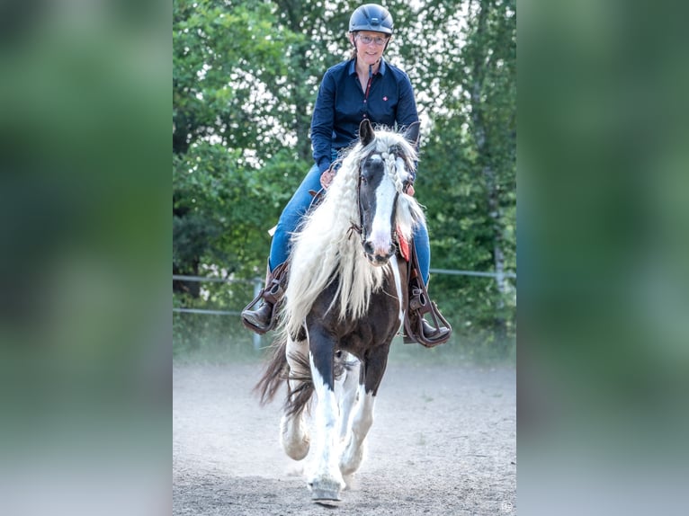 Irish Cob Merrie 16 Jaar 151 cm Gevlekt-paard in Singen