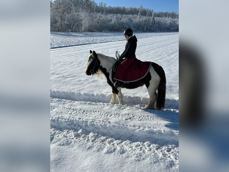 Irish Cob Merrie 16 Jaar 151 cm Gevlekt-paard in Singen